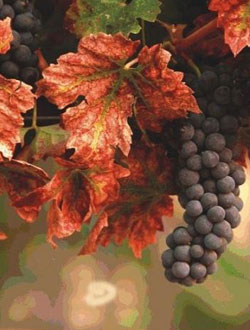 點擊圖片進入下一頁