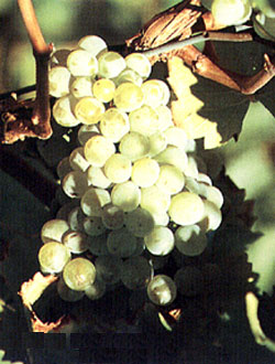 點擊圖片進入下一頁