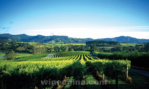 新西蘭葡萄酒之旅 品味最干凈的葡萄酒
