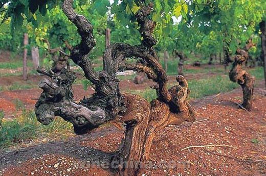 澳大利亞葡萄酒關鍵詞