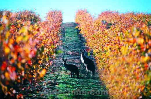 澳大利亞葡萄酒關鍵詞