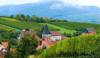 煙臺萊山區院格莊新種5000畝 建設葡萄酒溫泉生態小鎮