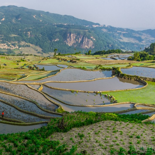 云南或將成為中國下一個潛力出眾的葡萄酒產區 