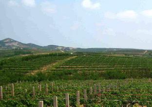 2015年煙臺葡萄酒達產(chǎn)32萬千升 利潤占全國六成